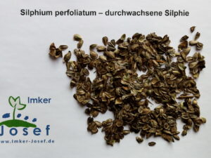 Silphium perfoliatum – durchwachsene Silphie, <br>25 g, ca. 1.000 Korn