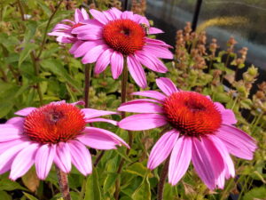 Echinacea p. ‚Magnus‘ – Sonnenhut<br> 1 g, ca. 120  Korn (PG D)