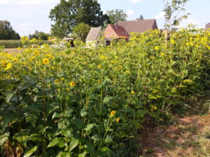 25  Stck. Sämlinge durchwachsene Silphie – Silphium perfoliatum