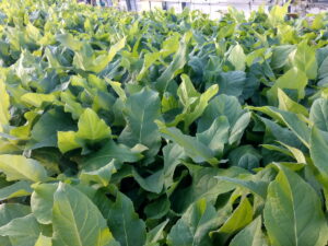 Silphium perfoliatum  – durchwachsene Silphie <br>Aussaat v. Frühjahr 2024, Tb 09cm