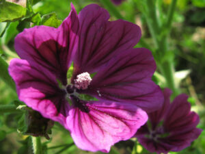 Malva sylvestris – Wilde Malve <br>1 Stck. Pflanze im 12er RC-Topf