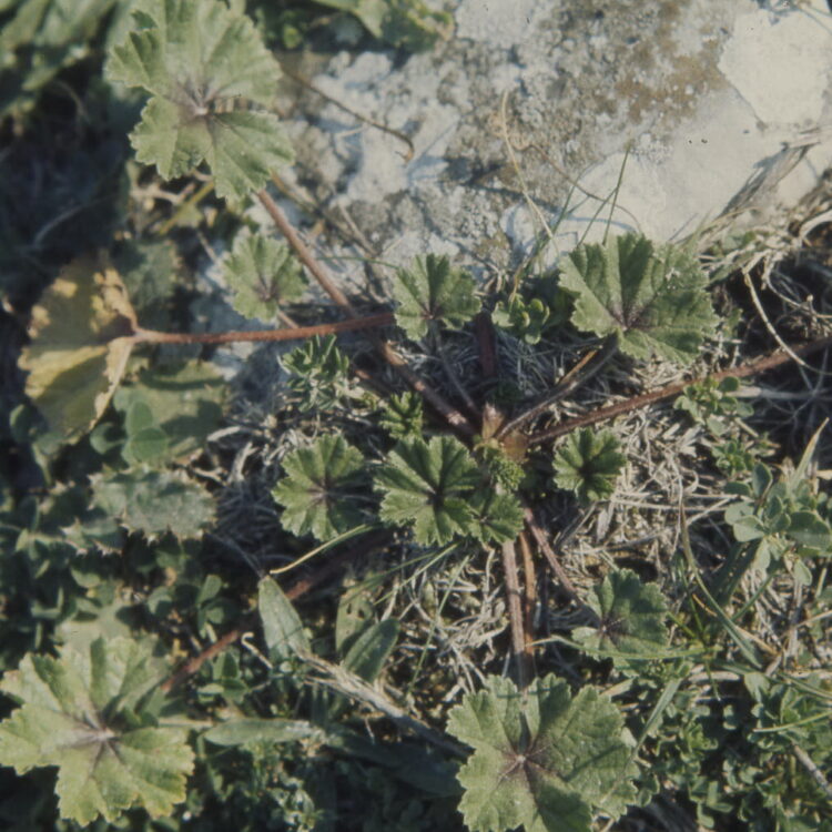 Malva sylvestris - Wilde Malve<br>1,0 g,  ca. 250  Korn (UG 02, PG C) – Bild 3