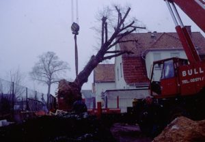 ein Großbaum wird verpflanzt...