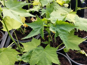 Sida hermaphrodita – Virginiamalve  <br> 1 Stck. im 9 cm Rundtopf