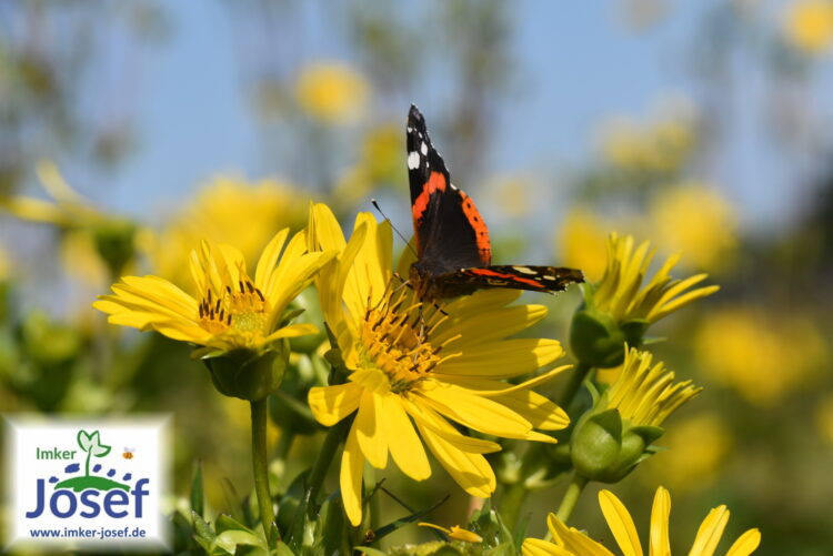 Silphium perfoliatum  - durchwachsene Silphie <br> im Container P1 – Bild 5