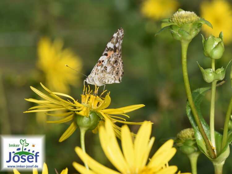 Silphium perfoliatum  - durchwachsene Silphie <br> im Container P1 – Bild 6