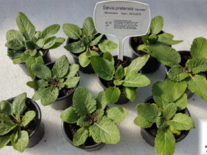Salvia pratensis – Wiesensalbei <br> Tb 9 cm (UG 02)