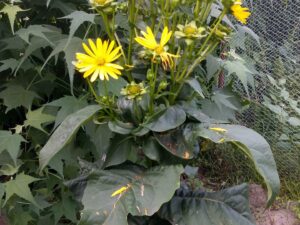 Silphium perf. – Zwerg-Silphie ‚JS Maya (R)‘ <br> 1 Stck. im Topf P1
