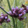 Verbena bonarensis - Eisenkraut<br> 0,25 g, ca. 950  Korn (PG D)