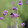 Verbena bonarensis - Eisenkraut<br> 0,25 g, ca. 950  Korn (PG D) – Bild 4