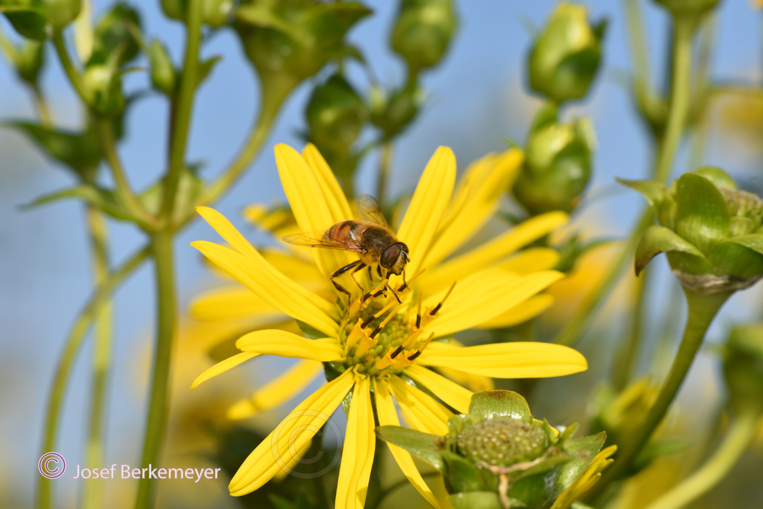 Silphium perfoliatum tolle Bienenweide! 4.000 Samen der durchwachsene Silphie 