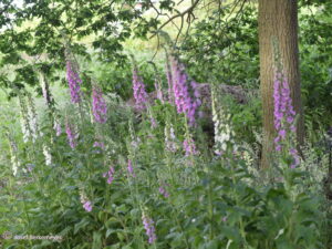 Digitalis purpurea – Fingerhut, <br>0,3 g, ca. 2.500  Korn (UG 02, PG C)