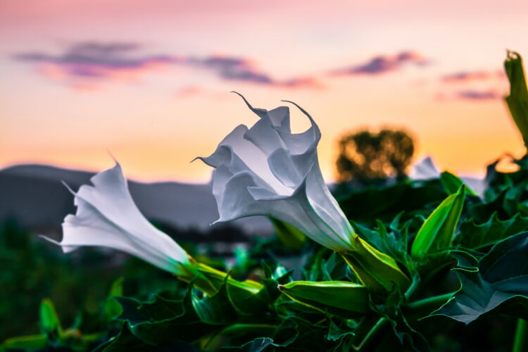 Datura stramonium - Stechapfel , ca. 250 Korn – Bild 3