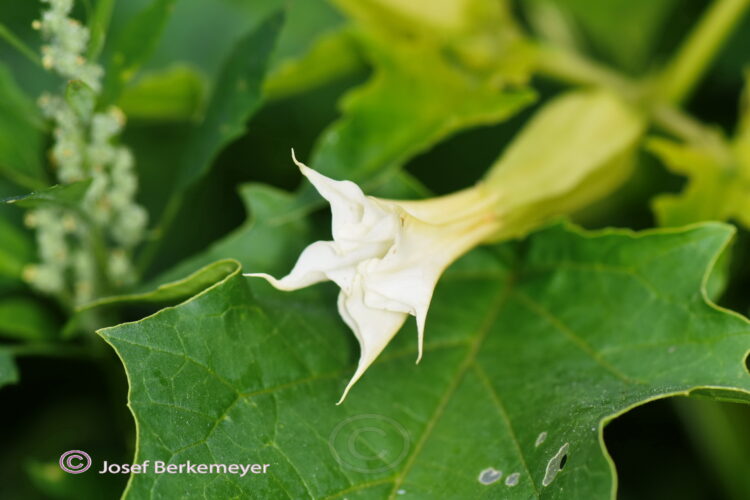 Datura stramonium - Stechapfel , ca. 250 Korn