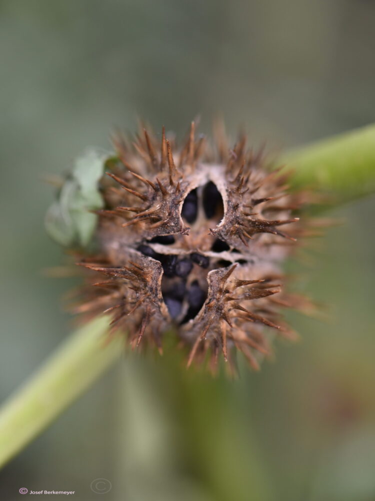 Datura stramonium - Stechapfel , ca. 250 Korn – Bild 6