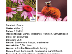 Echinacea purp. ‚Magnus‘ – Sonnenhut,    1 Pflanze im P05