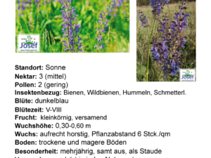 Salvia pratensis – Wiesensalbei<br>0,75 g,  ca. 300 Korn (UG 02, PG C)