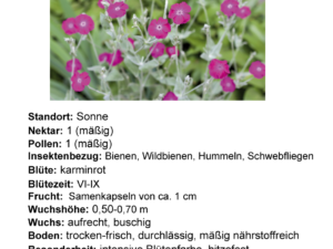 Silene coronaria – Kronen-Lichtnelke <br> 1 Stck. im 12 cm Topf