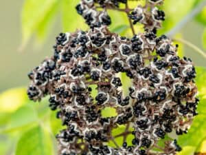Tetradium daniellii – Bienenbaum     Baum, ca. 150 cm hoch