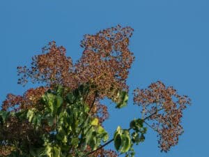 Tetradium daniellii – Bienenbaum     Baum, ca. 150 cm hoch