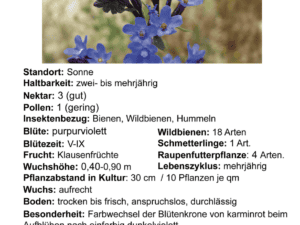Anchusa officinalis – gewöhnliche Ochsenzunge      0,5 g, ca. 125 Korn (UG 12, PG D)