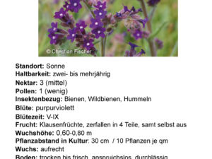 Anchusa officinalis – gewöhnliche Ochsenzunge <br> 7 Stck. Jungpflanzen (UG 12)
