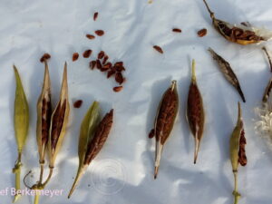 Asclepia incarnata ‚Ice Ballet‘ – Seidenpflanze <br> 0,5 gr., ca. 100 Korn (PG E)