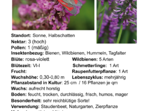 Betonica officinalis – Heilziest <br> 0,25 gr.,  ca. 150 Korn (UG 02, PG C)