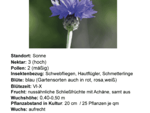 Centaurea cyanus – blaue Kornblume     1,0 g, ca. 200 Korn (UG 02, PG B)
