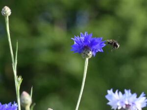 Centaurea cyanus – blaue Kornblume <br> 2,0 g, ca. 400 Korn (UG 02, PG B)