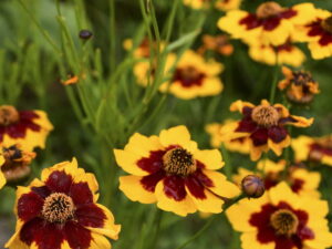 Coreopsis tinctoria – Färber-Mädchenauge <br> 0,25 g, ca. 500 Korn (PG C)