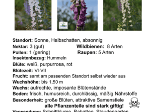 Digitalis purpurea – Fingerhut <br> 7 Stck. Jungpflanzen (UG 02)