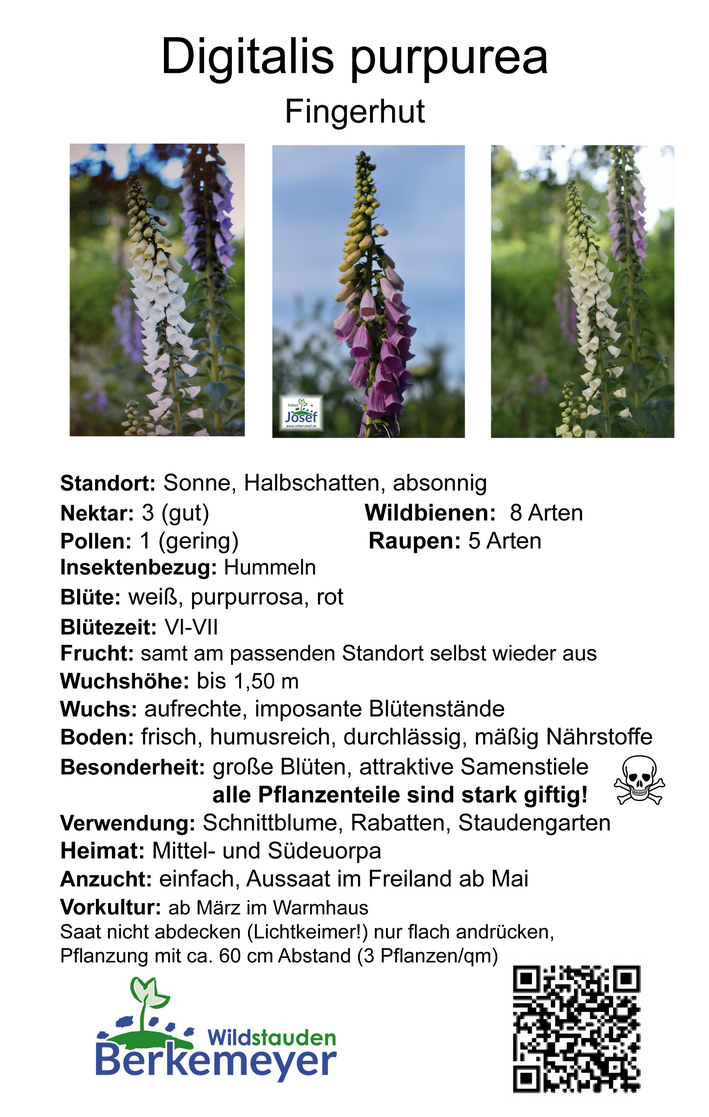 Digitalis purpurea - Fingerhut <br> 7 Stck. Jungpflanzen (UG 02) – Bild 2