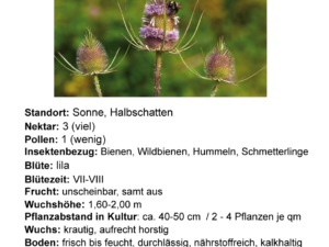 Dipsacus fullonum – Wilde Karde <br>2 g , ca. 500 Korn (UG 02, PG C)