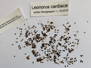 Leonurus cardiaca – echtes Herzgespann <br>2 g,  ca. 300 Korn (UG 02, PG D)