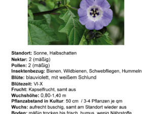 Nicandra physalodes – Lampionblume <br> 1 Stck. Pflanze im 12 cm Topf