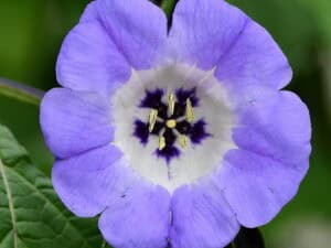 Nicandra physalodes – Lampionblume     1,0 g,  ca. 1.000 Korn (PG A)