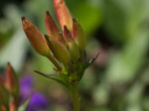 Oenothera tetragona ‚Sonnenwende‘ – Nachtkerze  <br> 1 Stck. im 12 cm Topf