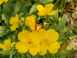 Oenothera tetragona ‚Sonnenwende‘ – Nachtkerze<br 0,25 g, ca. 500 Korn (PG D)