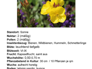 Oenothera tetragona ‚Sonnenwende‘ – Nachtkerze  <br> 7 Stck. Jungpflanzen