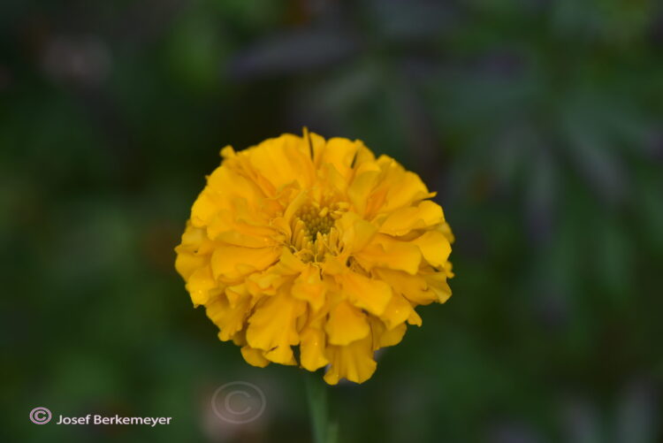 Tagetes erecta 'hohe Sorte' - Studentenblume <br> 05 gr., ca. 150 Korn (PG A) – Bild 4