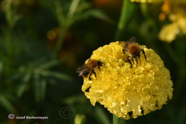 Tagetes erecta 'hohe Sorte' - Studentenblume <br> 05 gr., ca. 150 Korn (PG A) – Bild 3