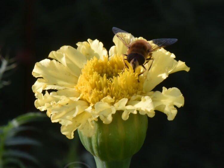 Tagetes erecta 'hohe Sorte' - Studentenblume <br> 05 gr., ca. 150 Korn (PG A) – Bild 5