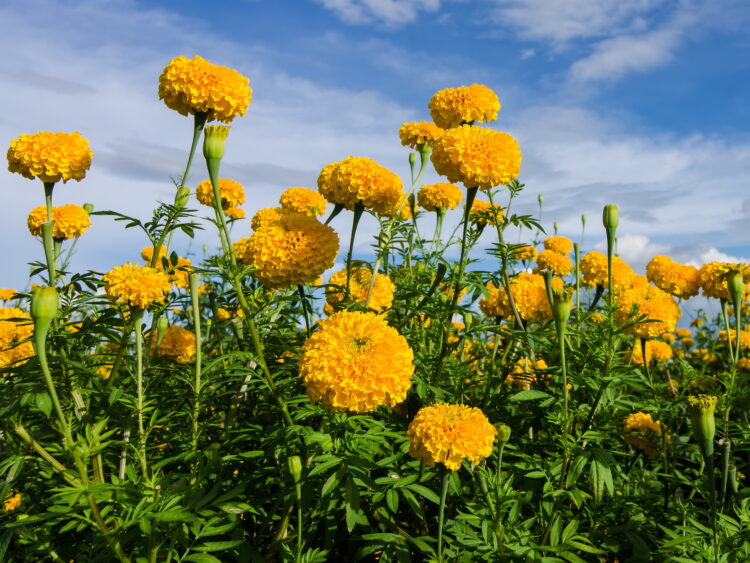 Tagetes erecta 'hohe Sorte' - Studentenblume <br> 05 gr., ca. 150 Korn (PG A)