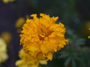 Tagetes erecta ‚hohe Sorte‘ – Studentenblume <br> 5 g, ca. 150 Korn (PG A)