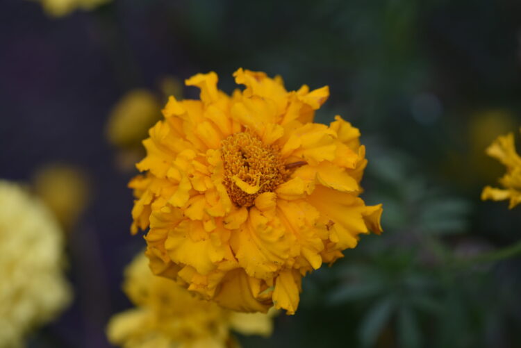 Tagetes erecta 'hohe Sorte' - Studentenblume <br> 05 gr., ca. 150 Korn (PG A) – Bild 2