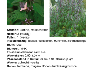 Leonurus cardiaca – echtes Herzgespann <br> 1 Stck. im 9 cm Topf