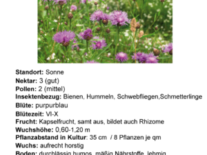 Centaurea jacea – Wiesenflockenblume <br>7 Stck. Jungpflanzen