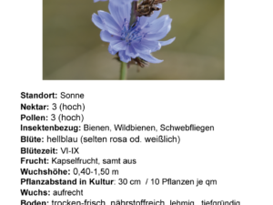 Cichorium intybus – gemeine Wegwarte <br> 1 gr., ca. 800 Korn (UG 02, PG C)