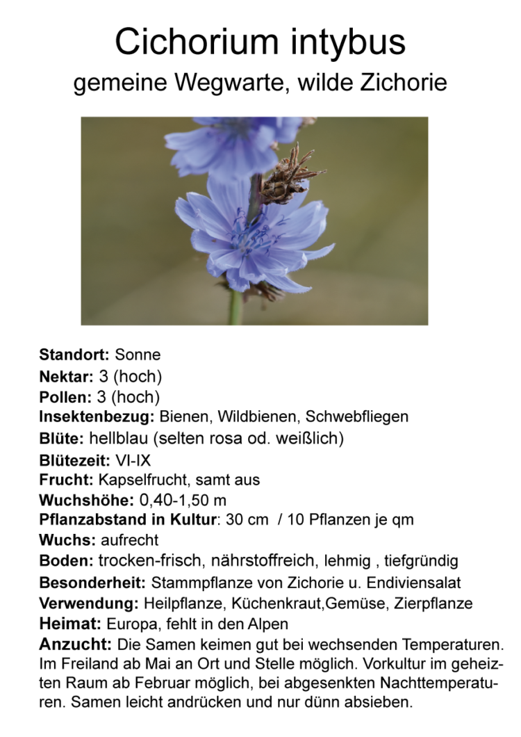 Wildpflanzen-Mix 01  - anspruchlos/trocken <br> 8 Stck. ( 1 x Schafgarbe, 3 x Wegwarte, 3 x Kratzdistel, 1 x Witwenblume) – Bild 3